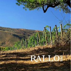 Tule Catarratto, Cantine Rallo