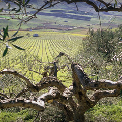 Tule Catarratto, Cantine Rallo 2024