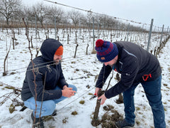 Syfany Rosé de Saignée Sekt Brut Nature