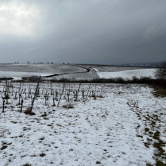 Syfany Rosé de Saignée Sekt Brut Nature