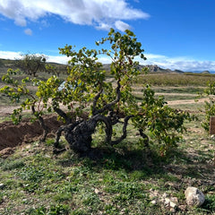 Vina Zorzal Tempranillo 2024