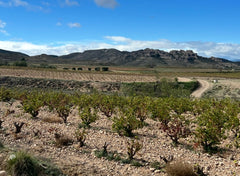 Vina Zorzal Chardonnay 2024