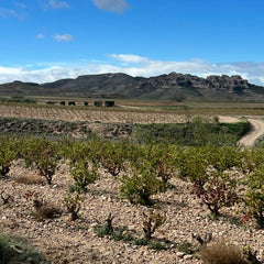 Vina Zorzal Tempranillo 2024