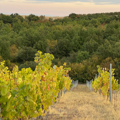 Ligas Assyrtiko Lambda 2022