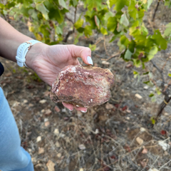 Ligas Assyrtiko Lambda 2022