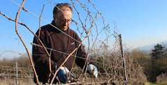 Fabbrica di San Martino Rosso Riserva 2017