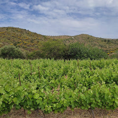 Ariousios Afstiros