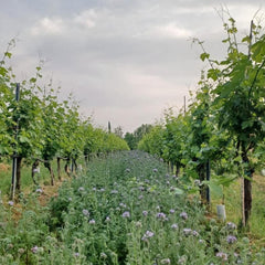 Cantina La Bacheta Luna