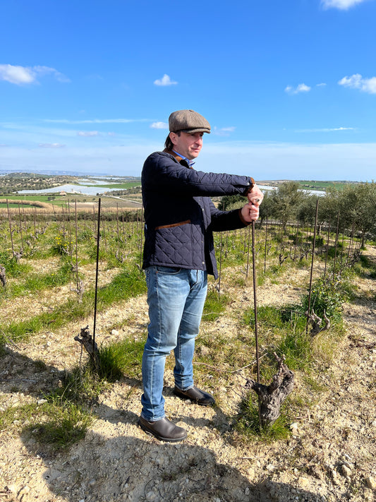 Pierpaolo of Marabino amongst his Nero d'Avola Vines