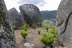 Villanueva, Comando G 2023