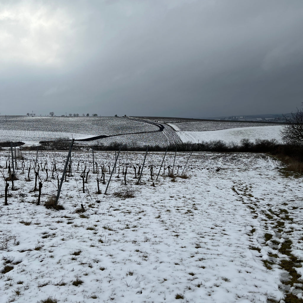 Syfany Rosé de Saignée Sekt Brut Nature