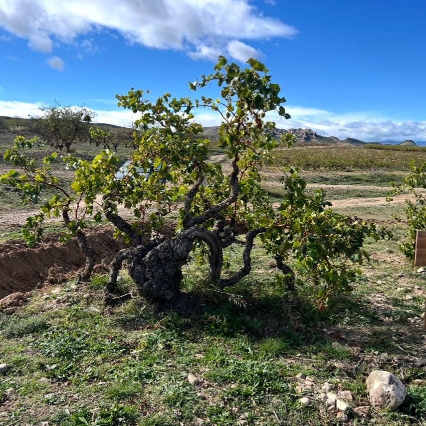 Vina Zorzal Tempranillo 2024
