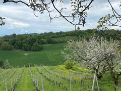 Orsi San Vito Posca Bianca NV