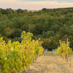 Ligas Assyrtiko Lamda