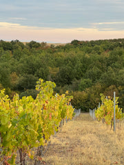 Ligas Assyrtiko Lamda 2022