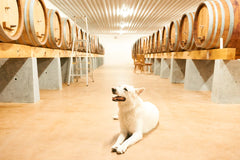 Syfany Blanc de Blancs Sekt Zero Dosage