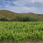 Ariousios Afstiros