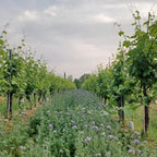 Cantina La Bacheta Luna