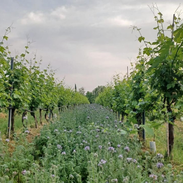 Cantina La Bacheta Luna