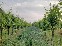 Cantina La Bacheta Luna 2024