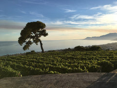 Selvadolce ‘Rosso…se’ Rossesse 2020